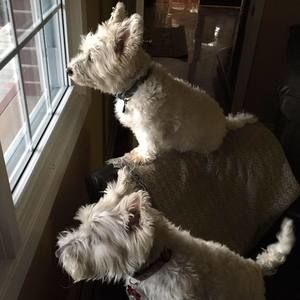 Meet your Posher, Linda